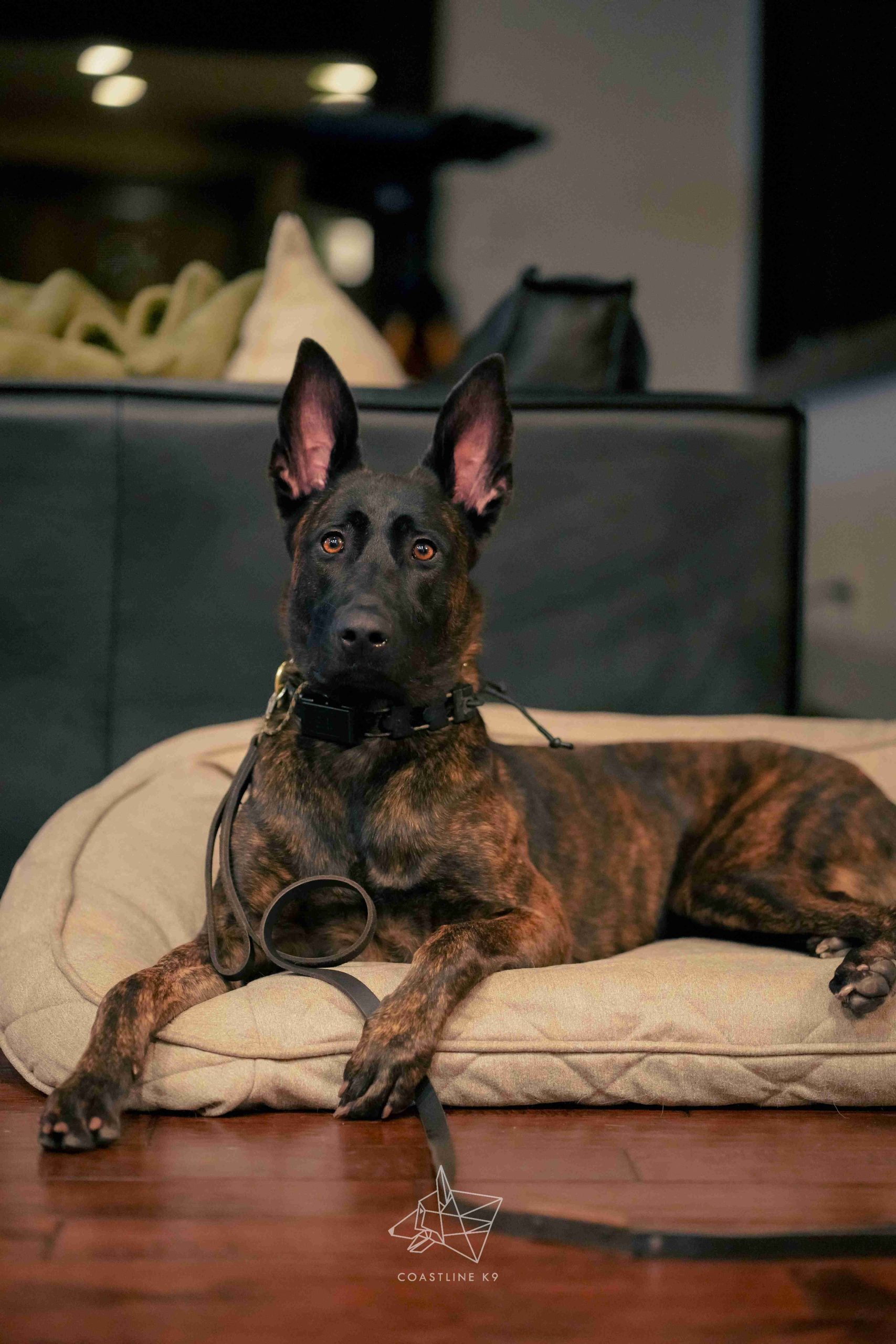DSC00997Protection-Dog-Training-Naples-Florida-by-Coastline-K9_8_11zon