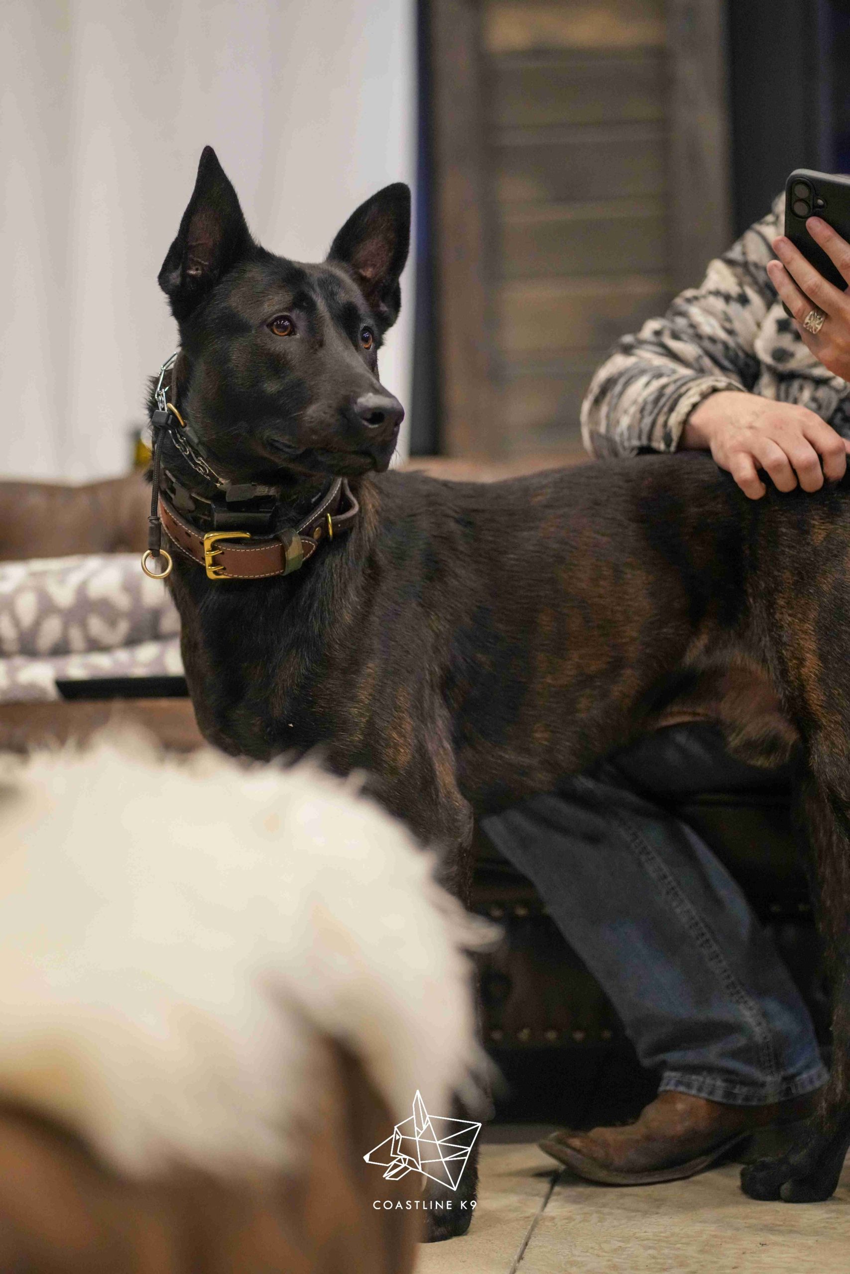 DSC04194Protection-Dog-Training-Naples-Florida-by-Coastline-K9_12_11zon