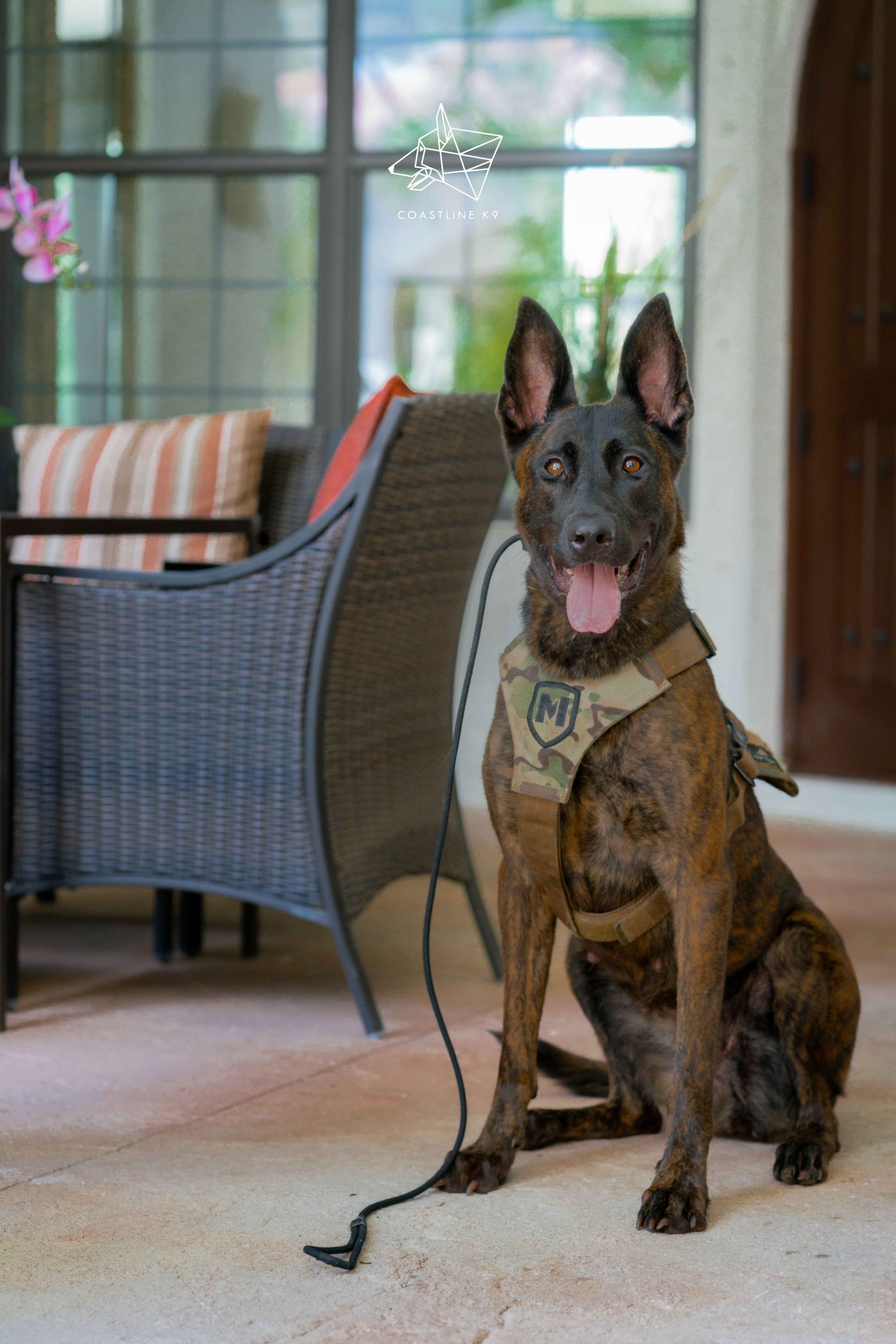 _DSC9051Protection-Dog-Training-Naples-Florida-by-Coastline-K9_16_11zon