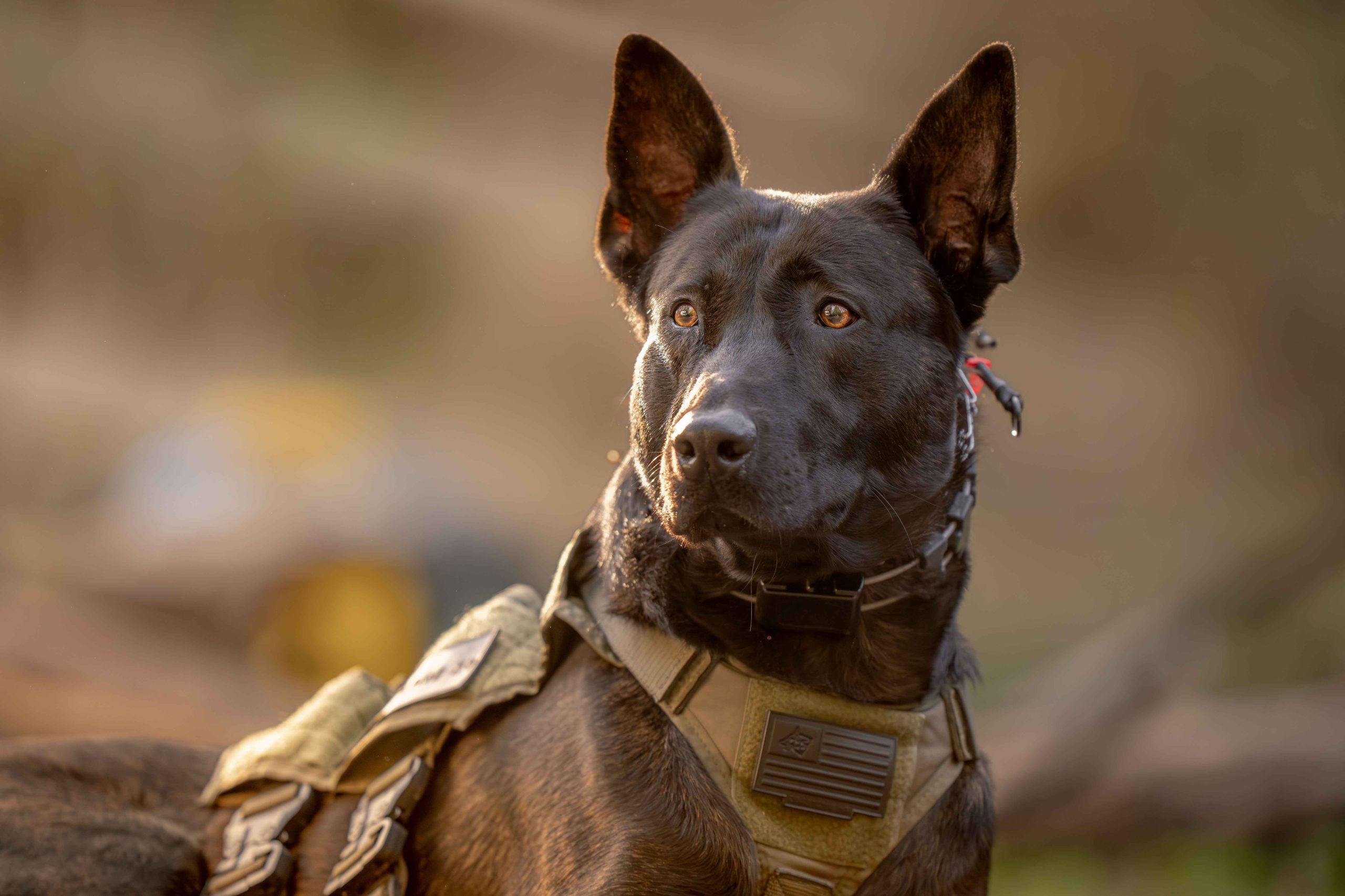Dutch-Shepherd--1-10Protection-Dog-Training-Naples-Florida-by-Coastline-K9_14_11zon