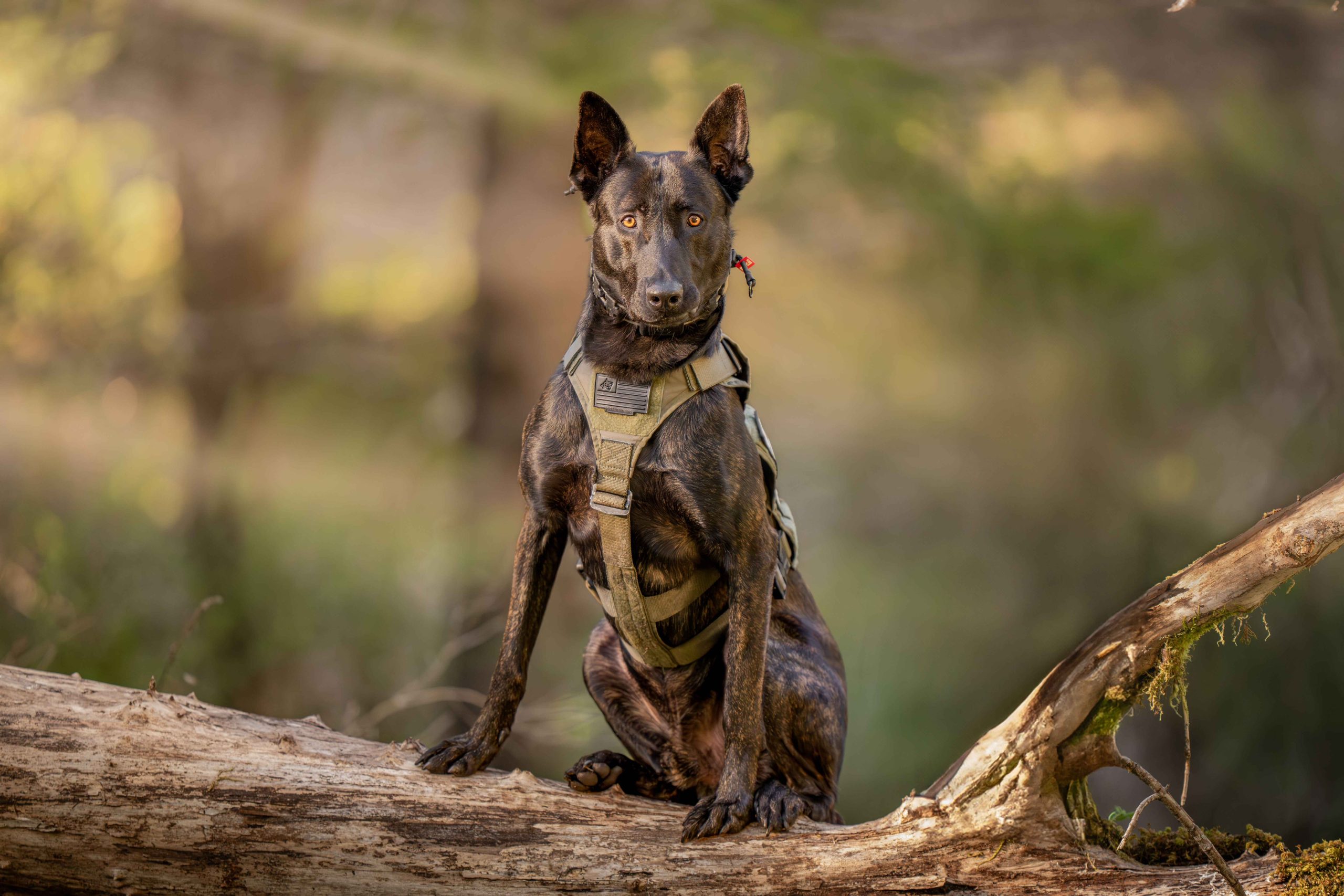 Dutch-Shepherd--1-2Protection-Dog-Training-Naples-Florida-by-Coastline-K9_13_11zon