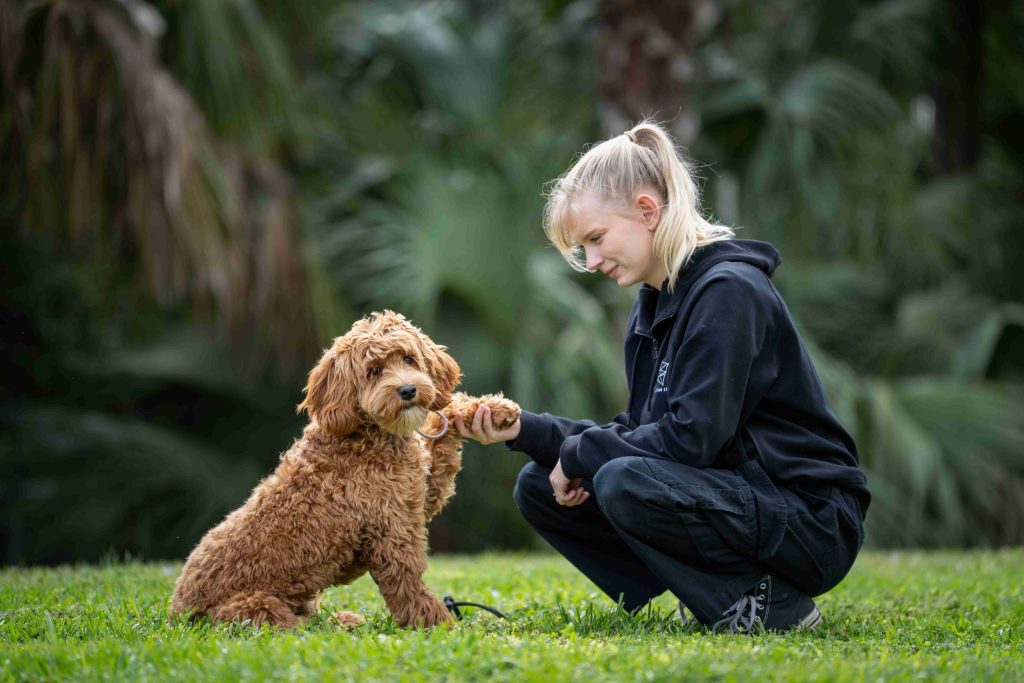 Pet dog obedience training in Naples FL by Coastline K9