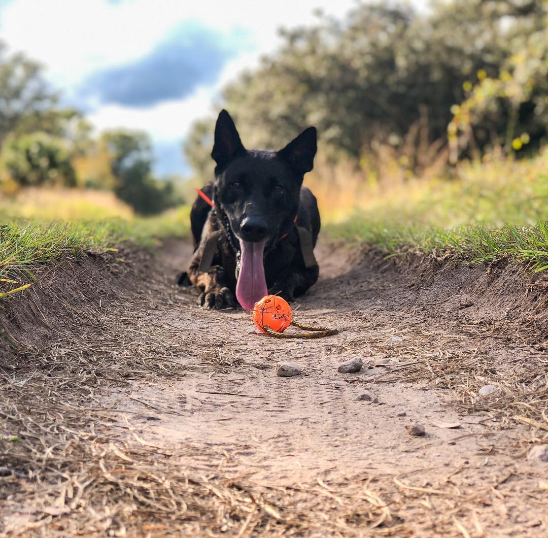 Leading-Pet-Dog-Training-Services-Naples-Florida-by-Coastline-K91