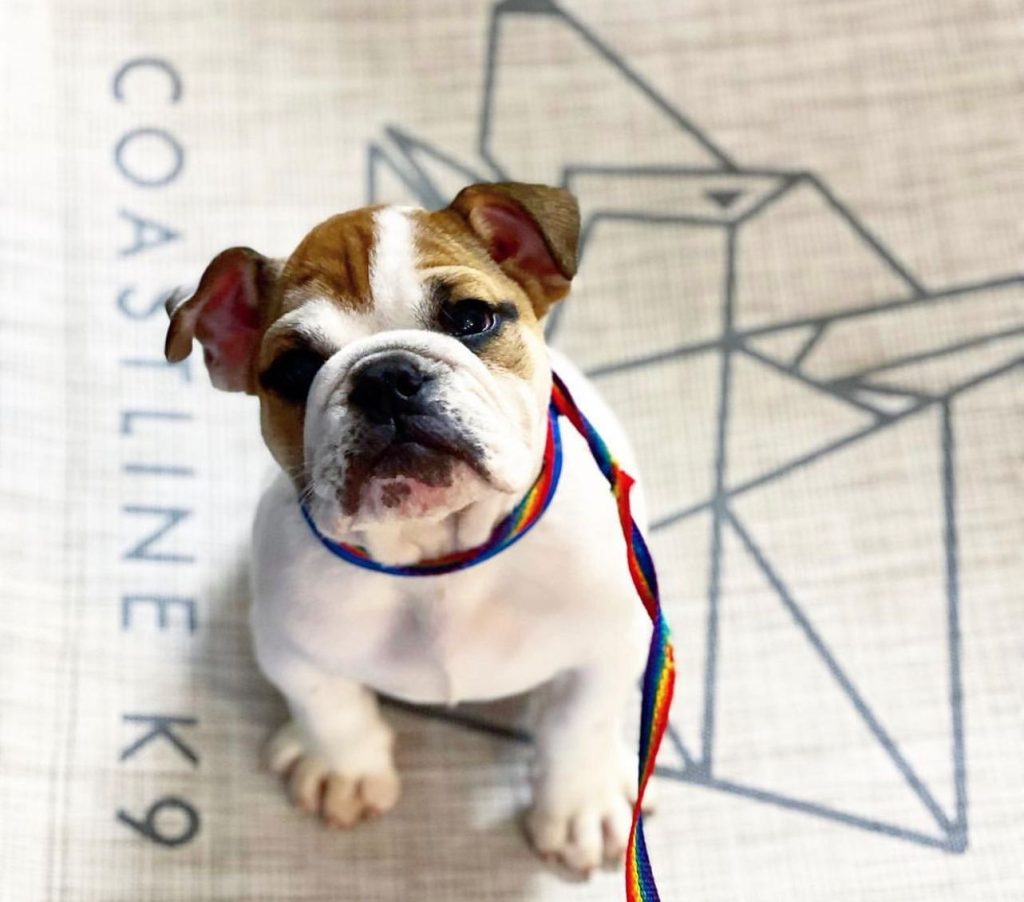 Pet dog obedience training in Naples FL by Coastline K9