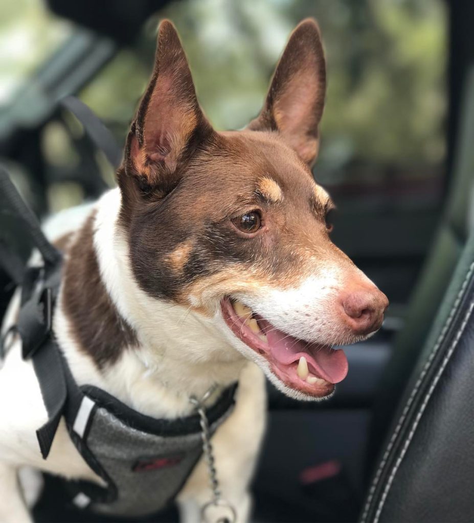 Pet dog obedience training in Naples FL by Coastline K9