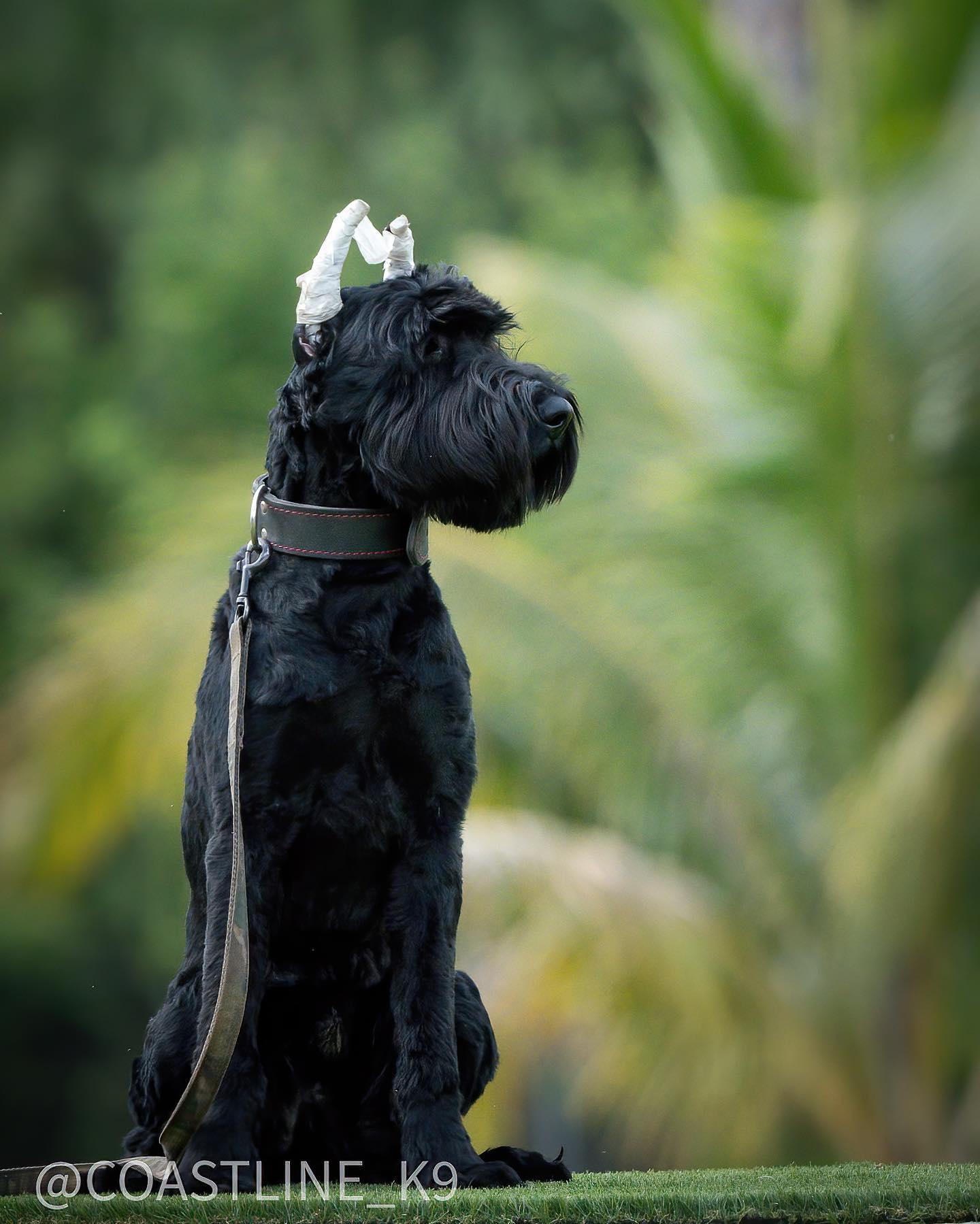 Leading-Pet-Dog-Training-Services-Naples-Florida-by-Coastline-K919