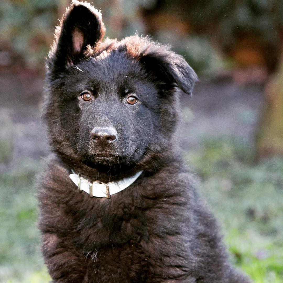 Leading-Pet-Dog-Training-Services-Naples-Florida-by-Coastline-K92