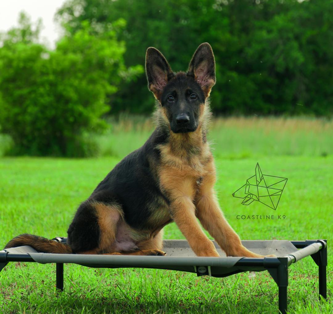 Leading-Pet-Dog-Training-Services-Naples-Florida-by-Coastline-K93