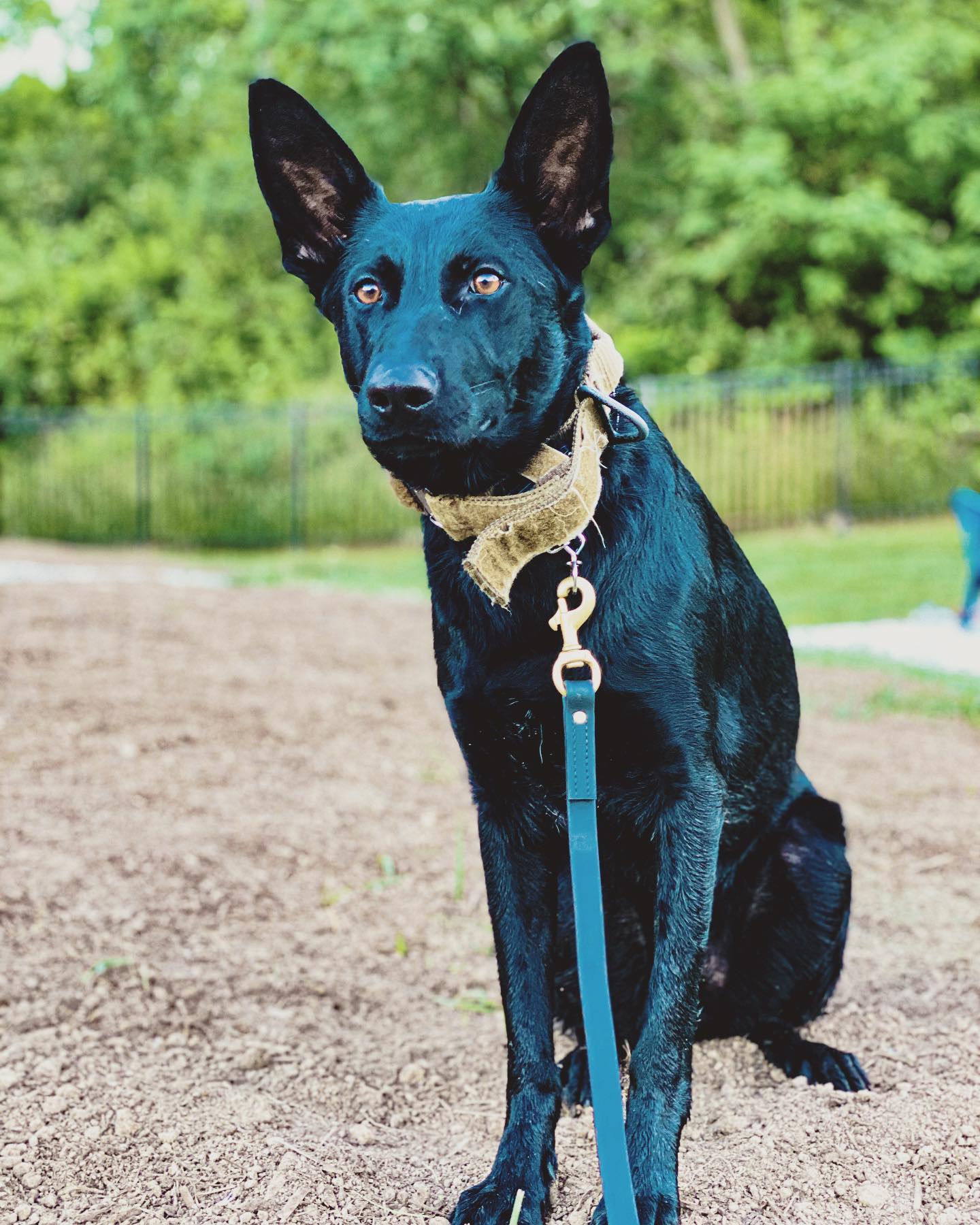 Leading-Pet-Dog-Training-Services-Naples-Florida-by-Coastline-K94