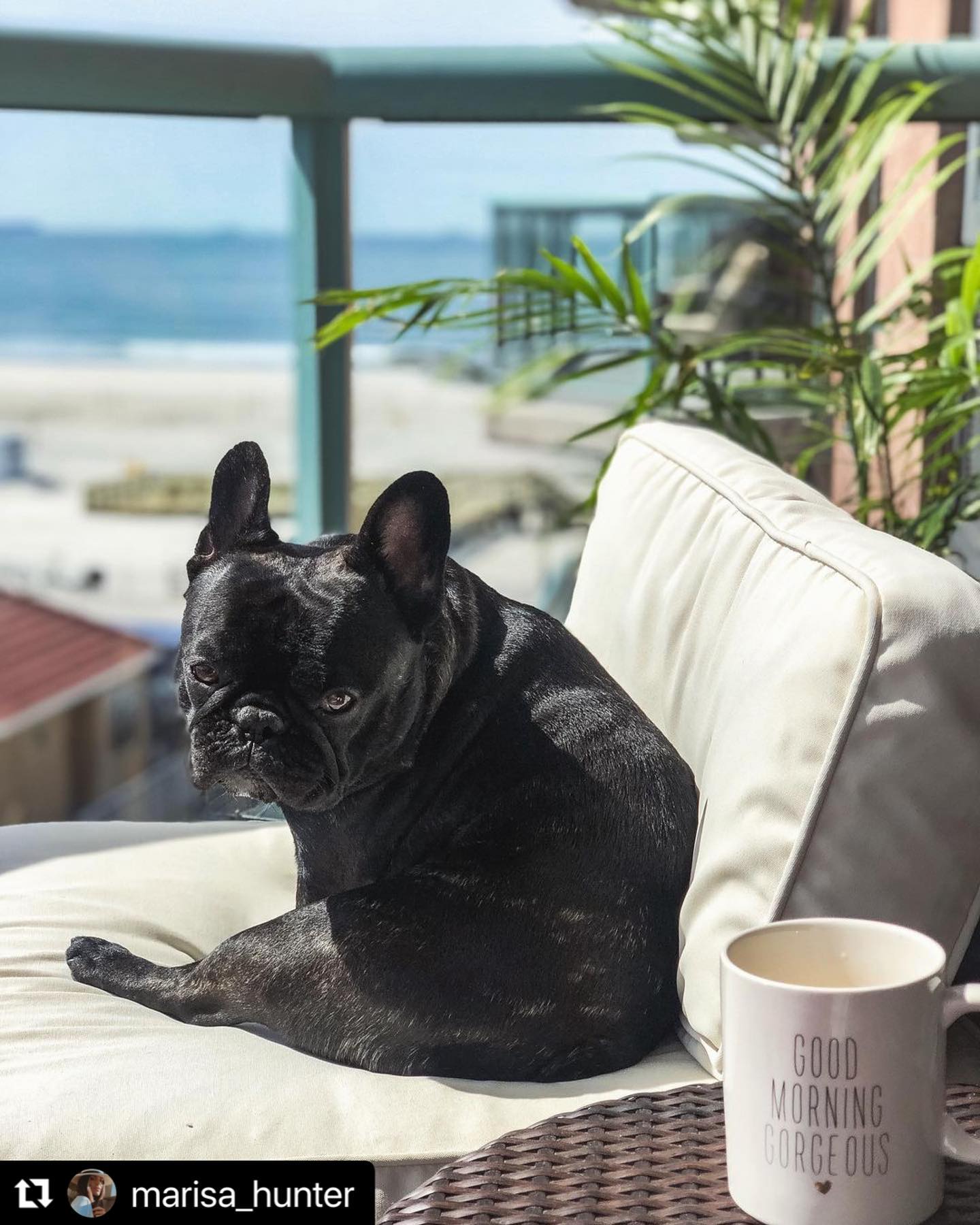 Leading-Pet-Dog-Training-Services-Naples-Florida-by-Coastline-K99