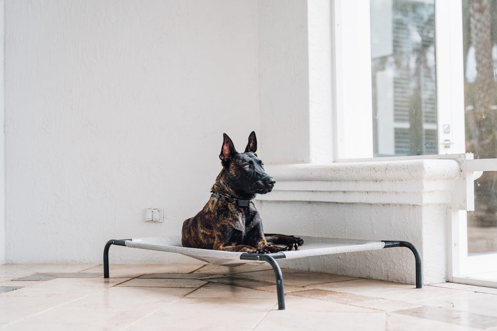 Personal protection dog training - Coastline K9 Naples Florida