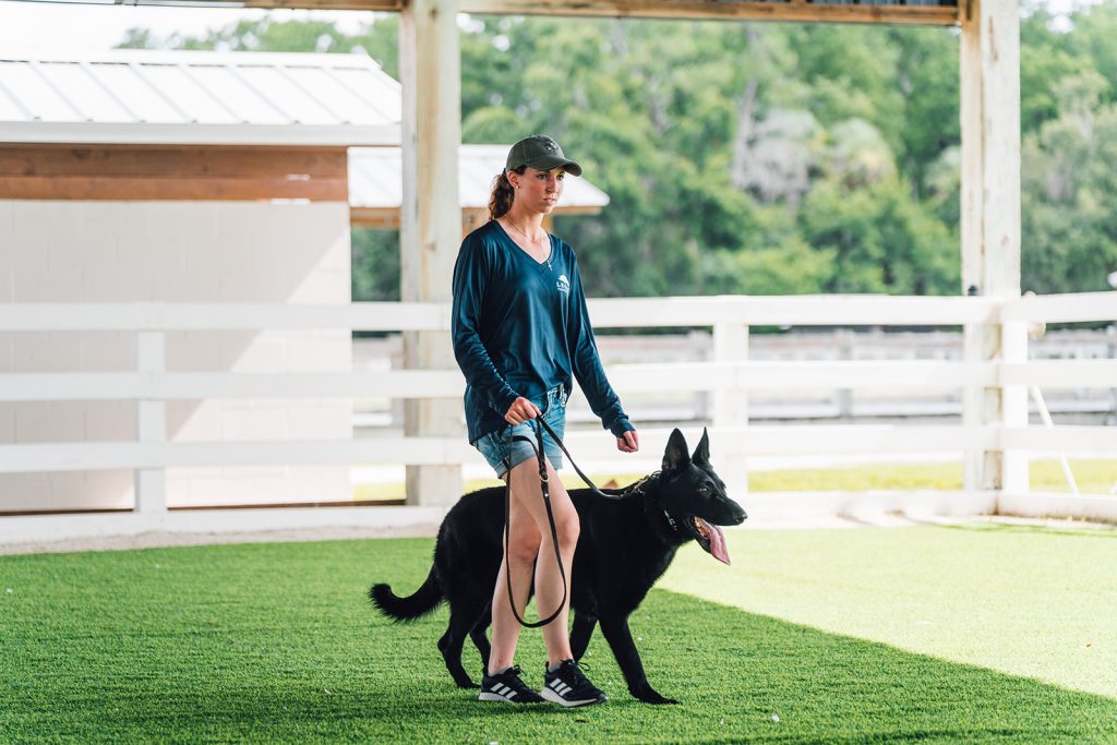 Personal protection dog training - Coastline K9 Naples Florida
