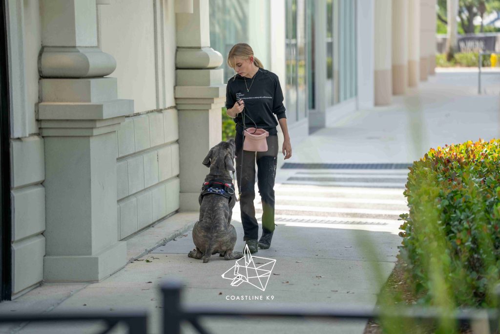 Ms. Vicki - service dog client at Coastline K9 Naples FL