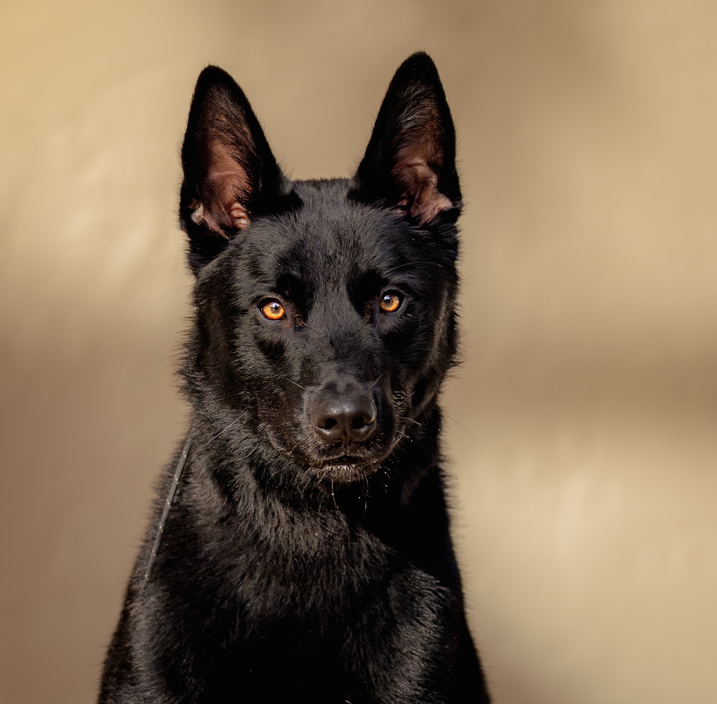 Top-Rated-Dog-Training-and-Protection-Naples-FL-by-Coastline-K9171