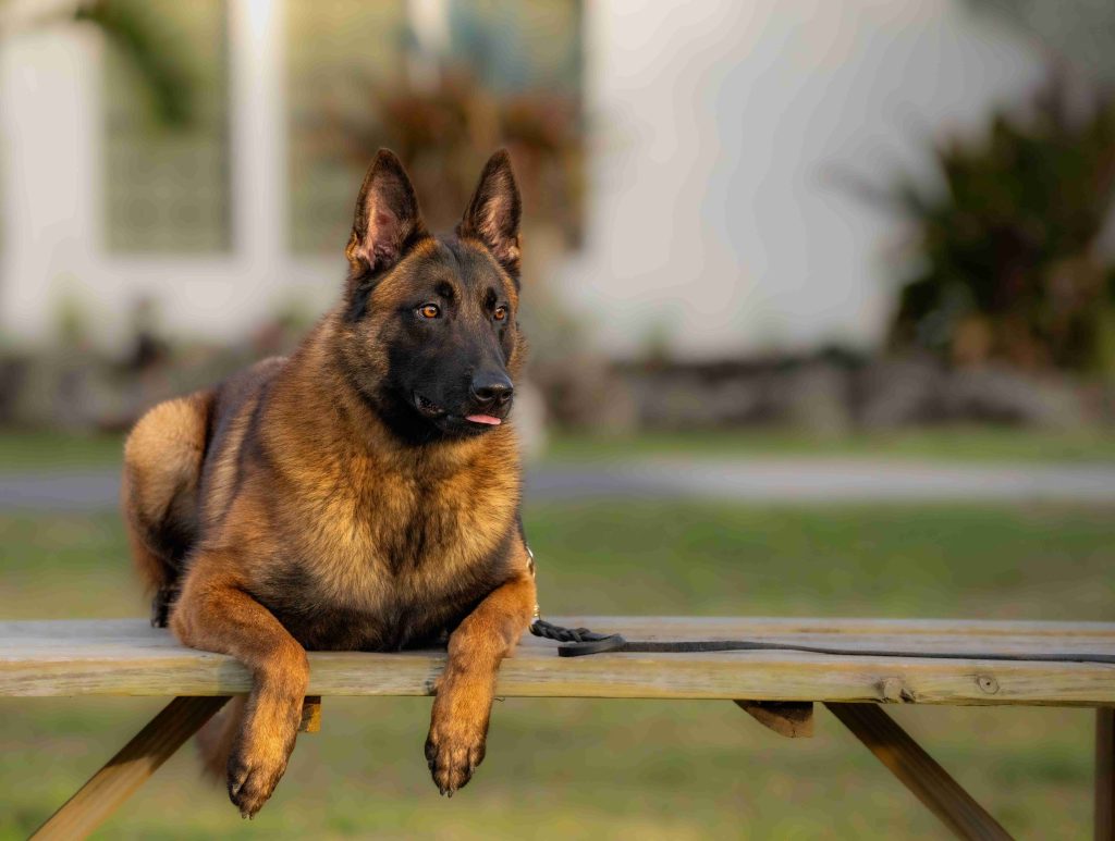 Apache - trained protection dog placed by Coastline K9