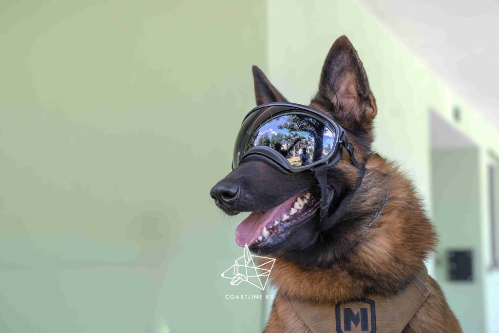 Apache - trained protection dog placed by Coastline K9