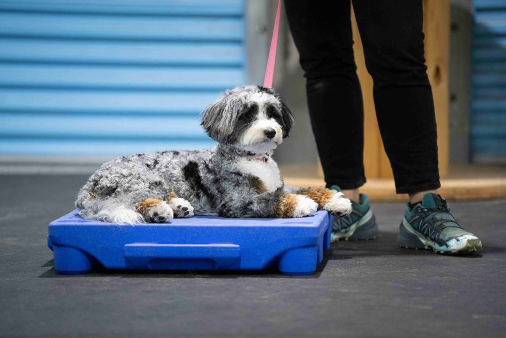 Pet dog obedience training in Naples FL by Coastline K9