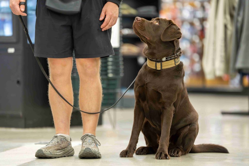 Pet dog obedience training in Naples FL by Coastline K9