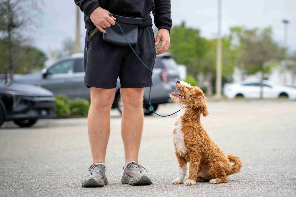 Pet dog obedience training in Naples FL by Coastline K9