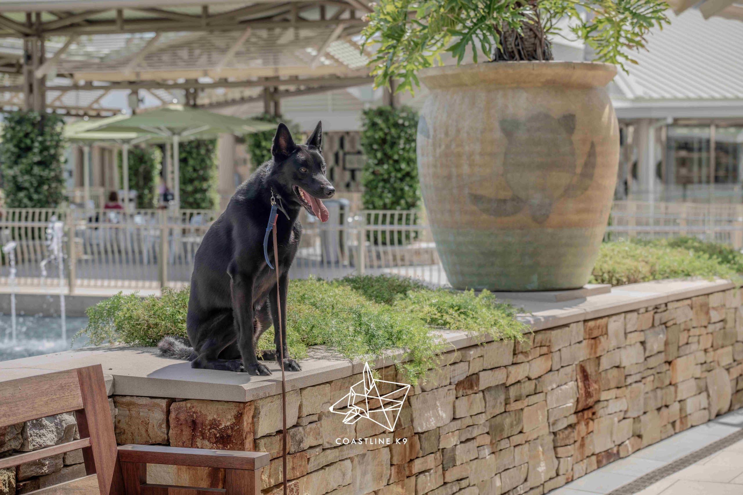 Elite-Personal-Protection-Dog-Training-Naples-FL-by-Coastline-K92