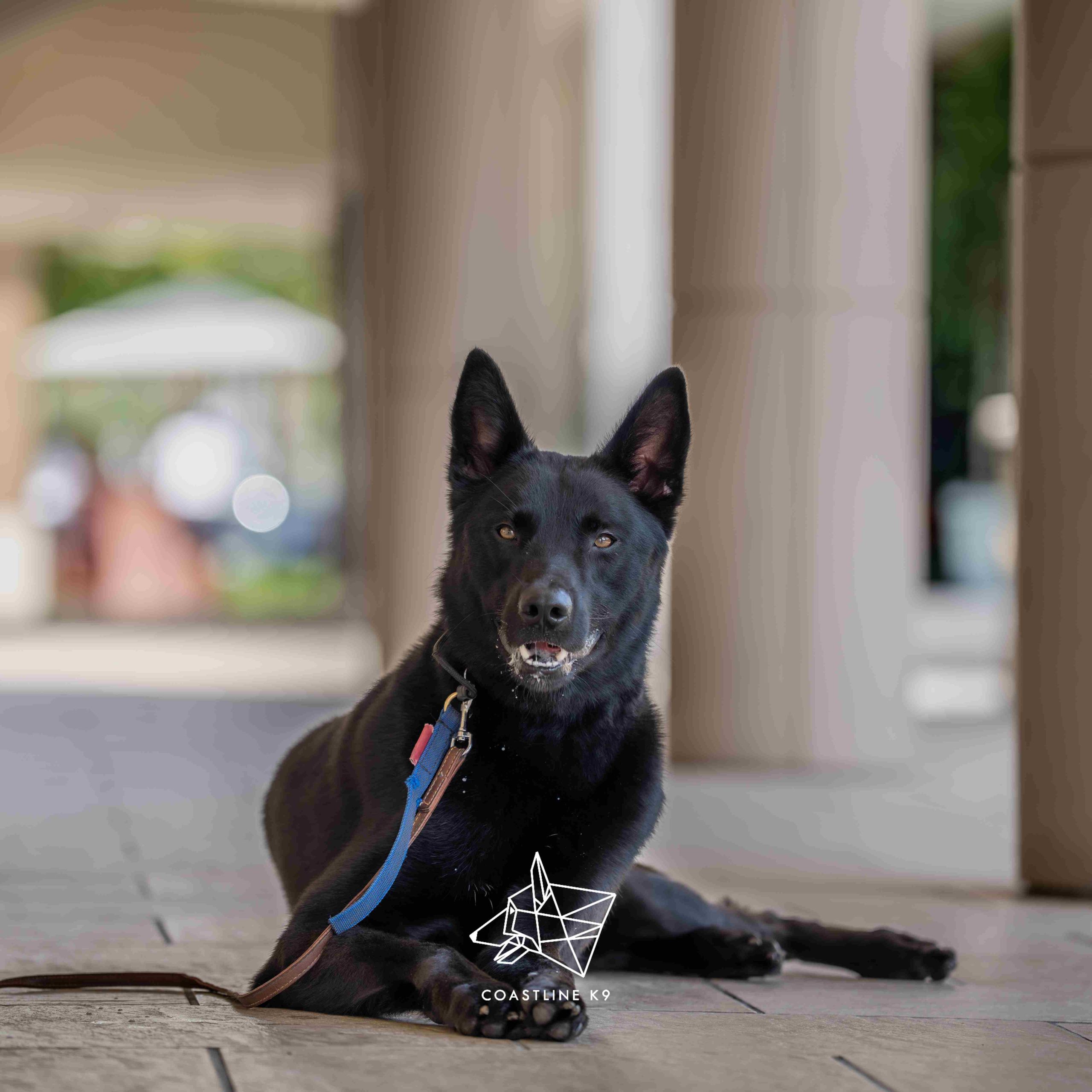 Elite-Personal-Protection-Dog-Training-Naples-FL-by-Coastline-K97