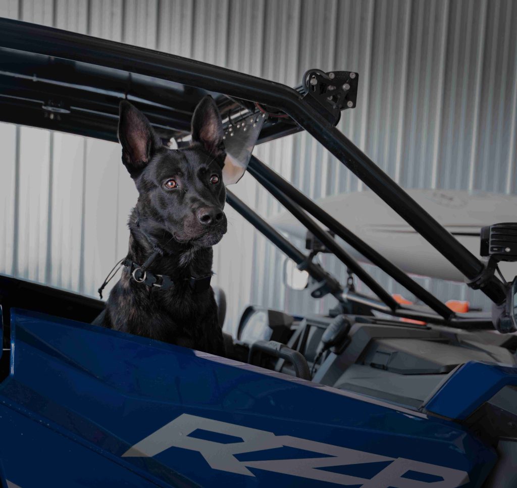 Trained family protection dog by Coastline K9 - hand delivered nationwide