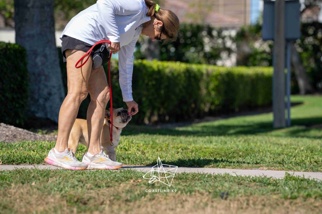 Pet dog obedience training in Naples FL by Coastline K9