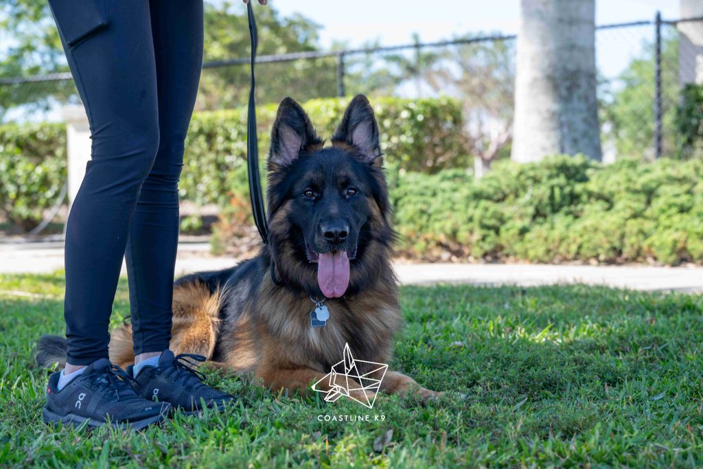 Pet dog obedience training in Naples FL by Coastline K9