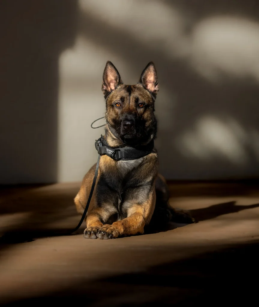 Ammo - Coastline K9 Naples FL