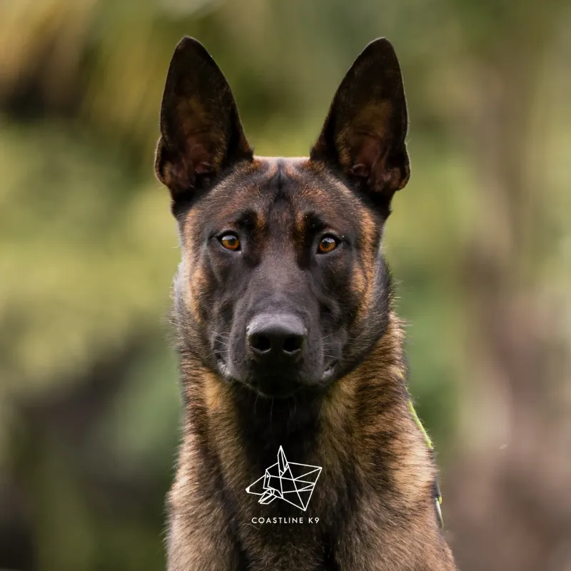 Becks - trained Belgian Malinois family protection dog by Coastline K9