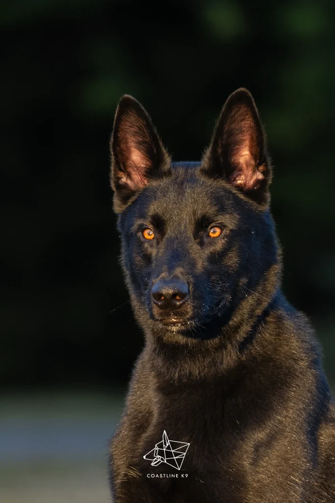 Mambo - trained protection dog placed by Coastline K9