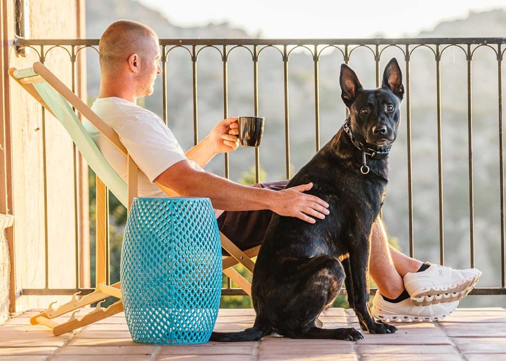 Koa - trained protection dog placed by Coastline K9