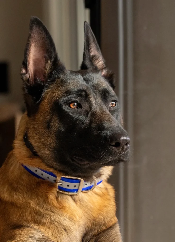 Echo - Belgian Malinois protection dog placed by Coastline K9