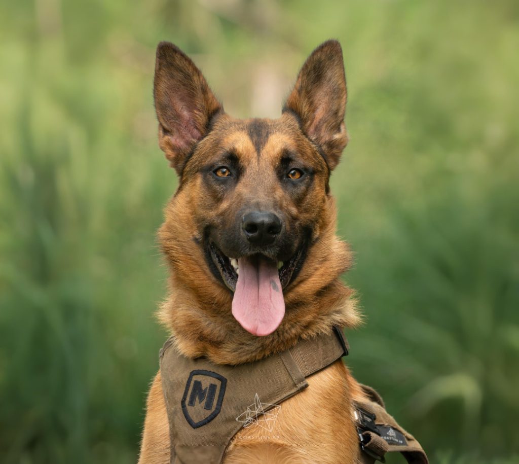 Gideon - trained protection dog placed by Coastline K9