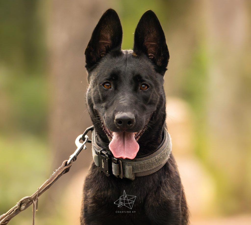 Java - trained Dutch Shepherd family protection dog by Coastline K9