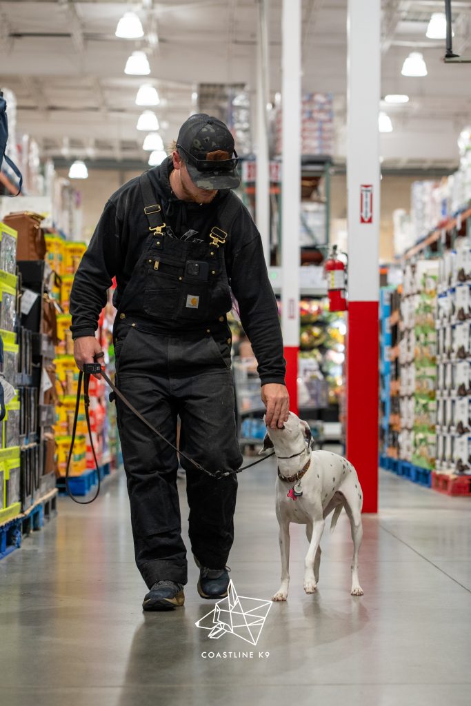 Coastline K9 puppy training client in Estero FL — veteran-owned, family-trusted professional dog training serving Southwest Florida.