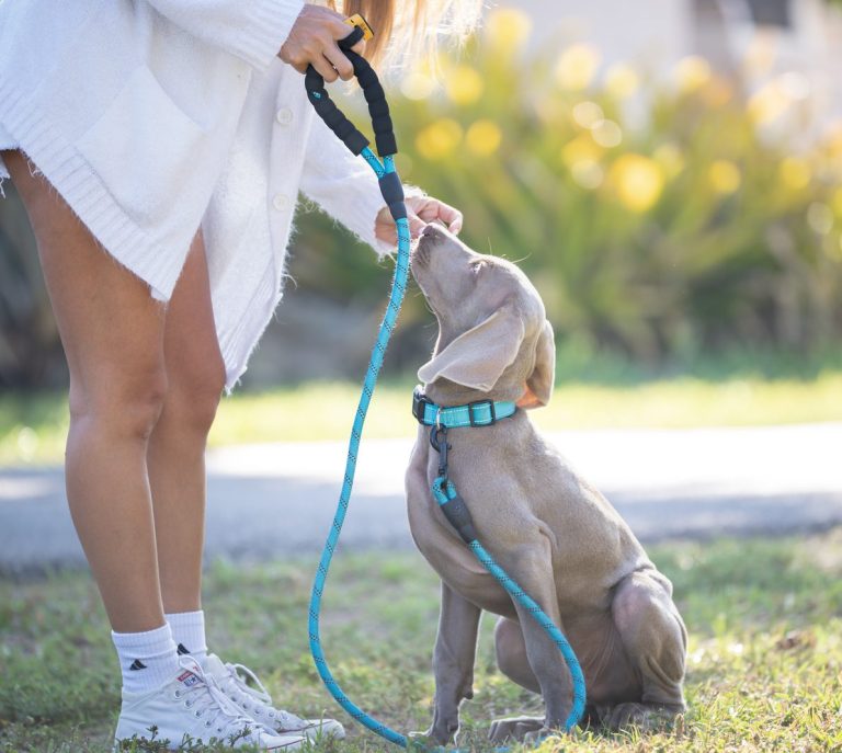 Coastline K9 pet training: Weimaraner puppy sitting on leash and focusing on the handler in Naples FL