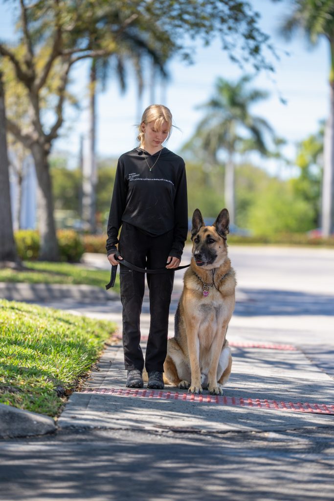 Sherman Gsd 1 - Coastline K9 Naples FL